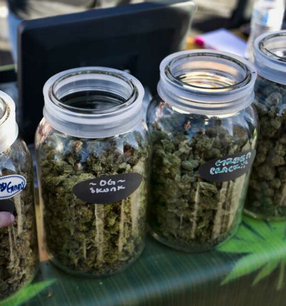 Vente de cannabis pendant les festivals à Calgary