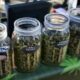Vente de cannabis pendant les festivals à Calgary