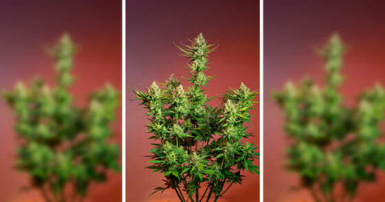 L’autofloraison qui sent comme un cocktail tropical : la Studio 54 Stardust Auto®