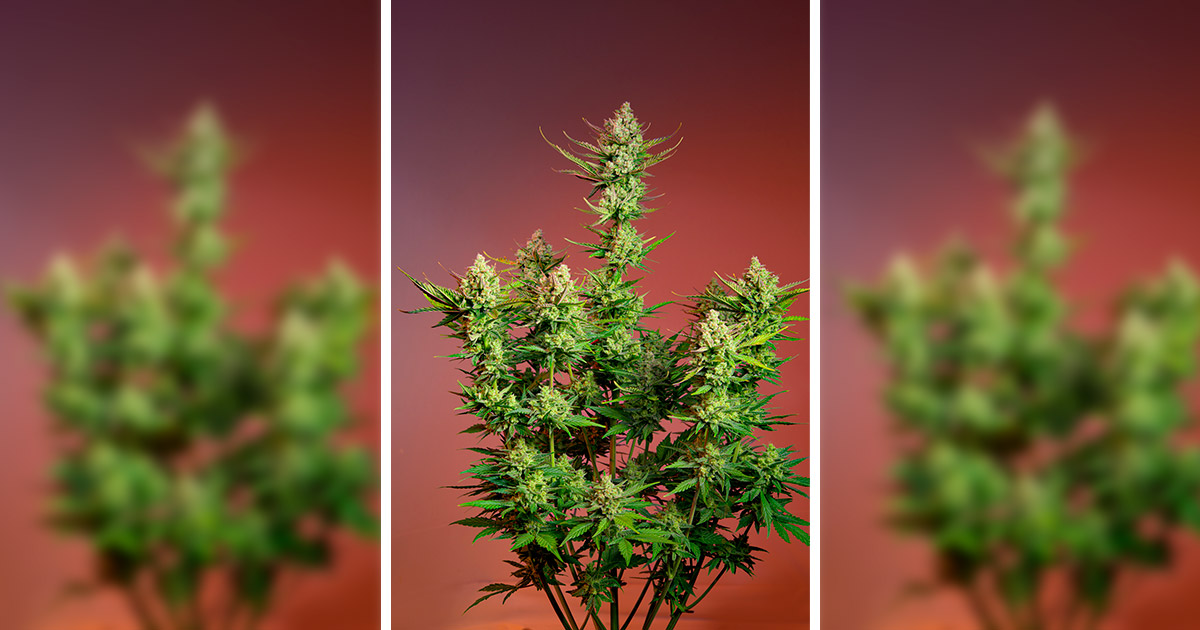 Studio 54 Stardust Auto de Sweet Seeds