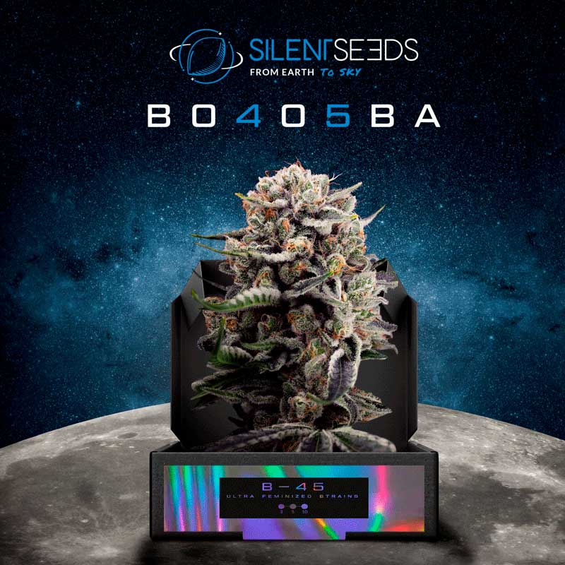 B-45 de Silent Seeds