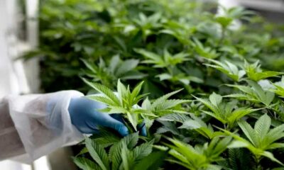 Cadre autour du cannabis médical au Maroc