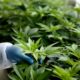 Cadre autour du cannabis médical au Maroc