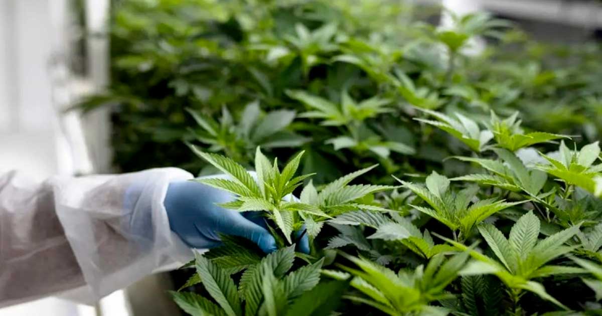 Cadre autour du cannabis médical au Maroc