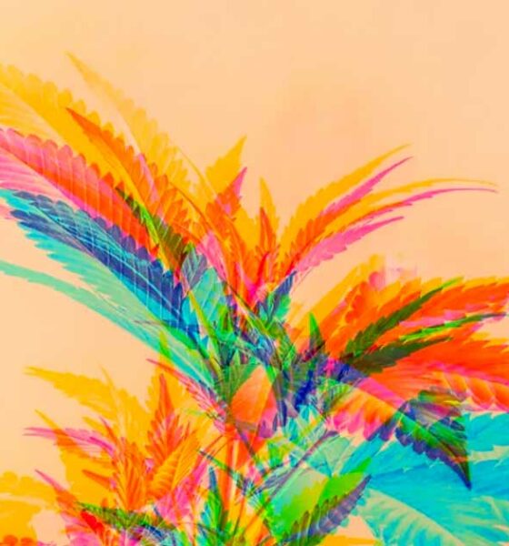 Cannabinoïdes dimères