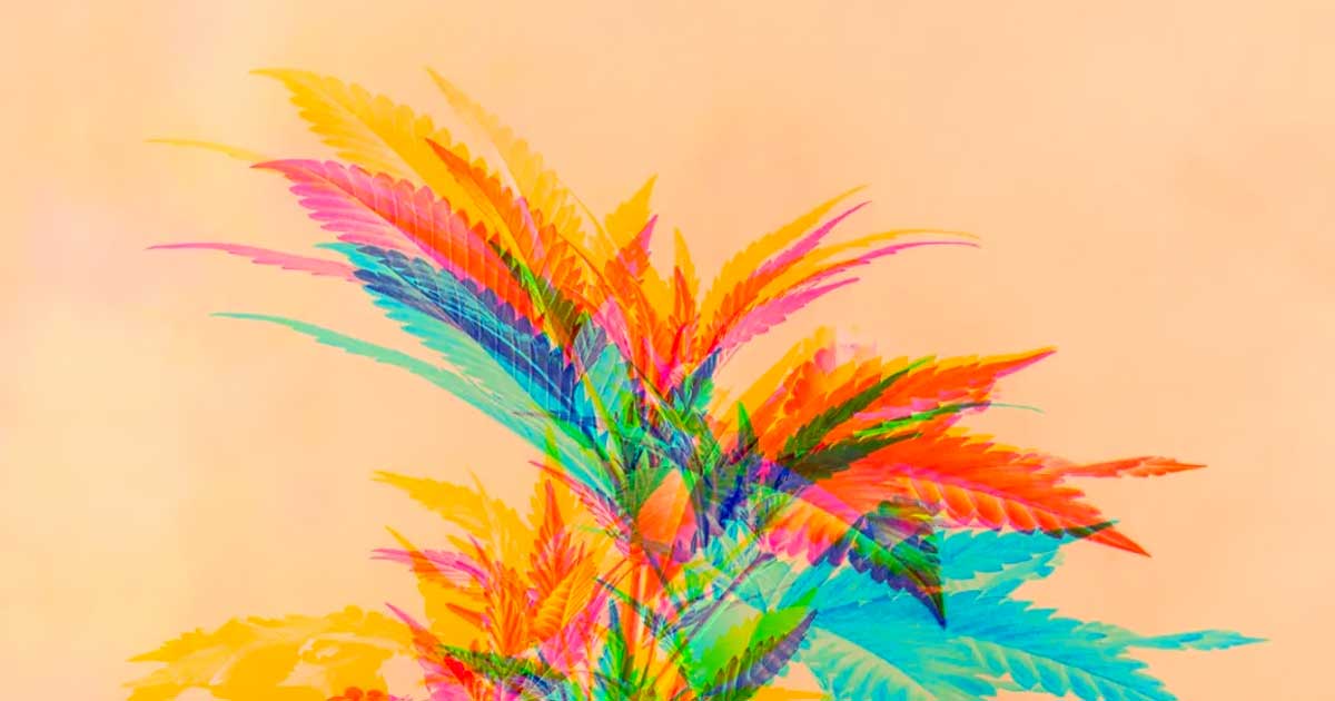 Cannabinoïdes dimères