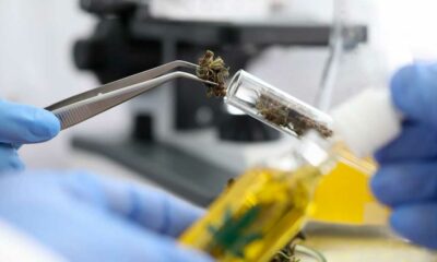 Alerte aux cannabinoïdes synthétiques
