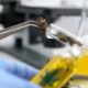 Alerte aux cannabinoïdes synthétiques