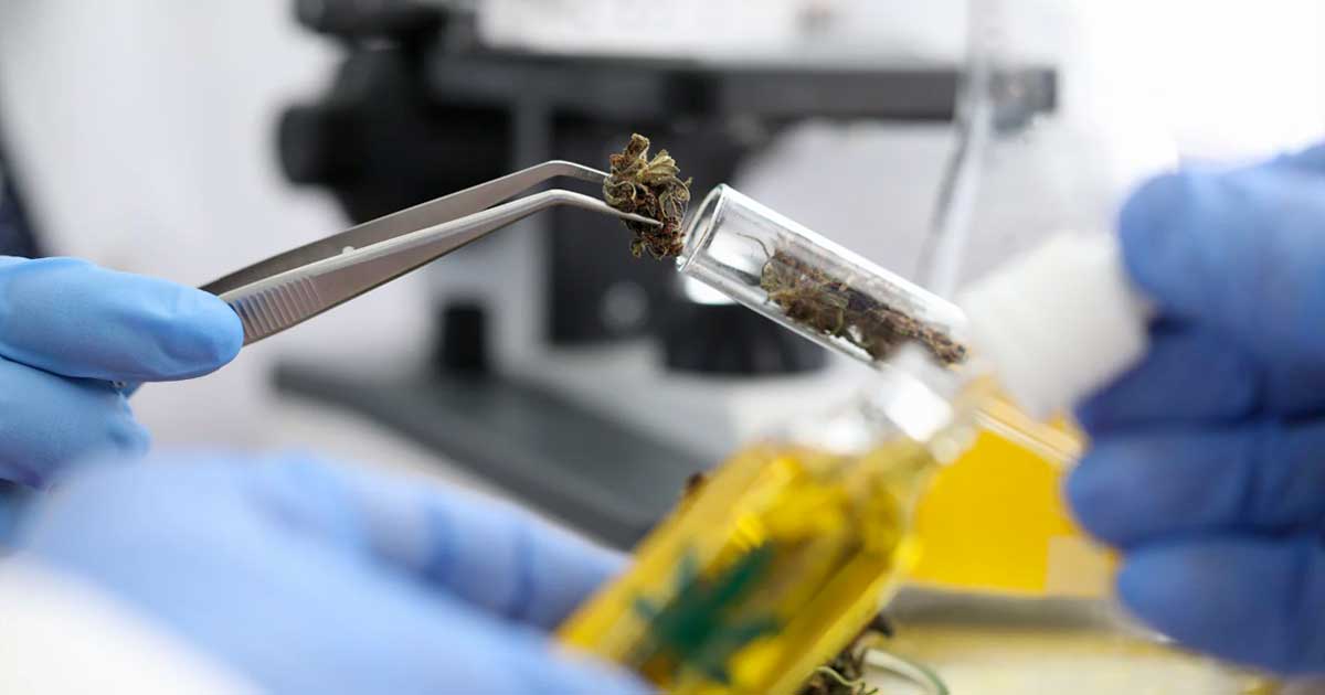 Alerte aux cannabinoïdes synthétiques