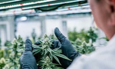 Conformité du cannabis avec Cannavigia