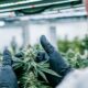 Conformité du cannabis avec Cannavigia