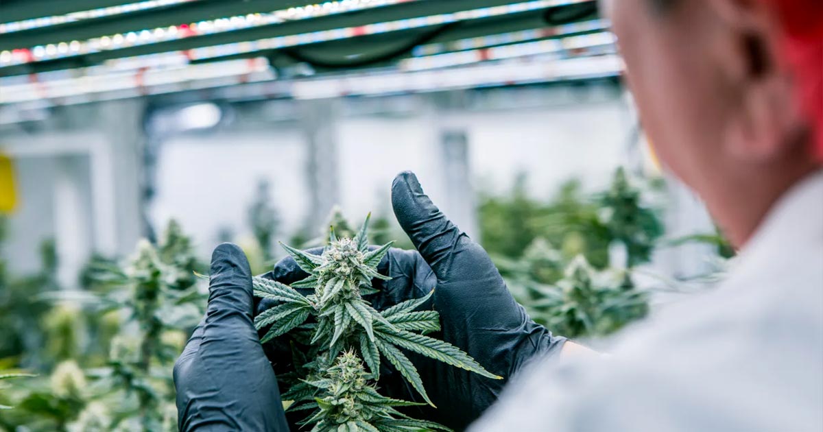 Conformité du cannabis avec Cannavigia