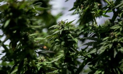 Légalisation de la fleur de cannabis à usage médical en Colombie