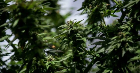 La Colombie légalise la fleur de cannabis à usage médical