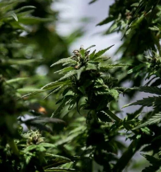 Légalisation de la fleur de cannabis à usage médical en Colombie