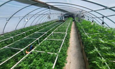 Culture de cannabis en lumière mixte