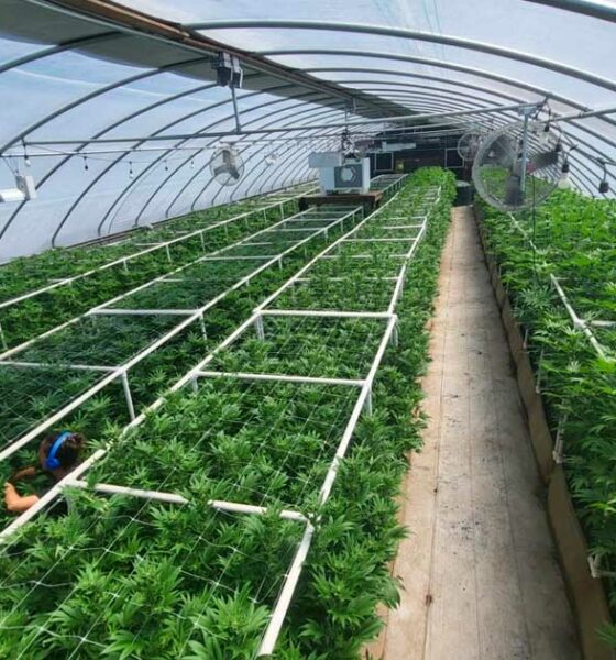Culture de cannabis en lumière mixte