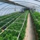 Culture de cannabis en lumière mixte