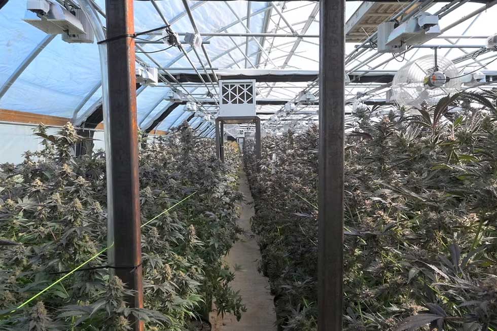 Avantages de la culture de cannabis en lumière mixte