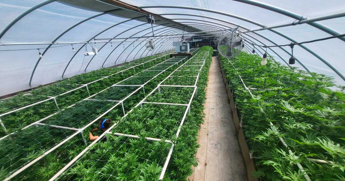Culture de cannabis en lumière mixte