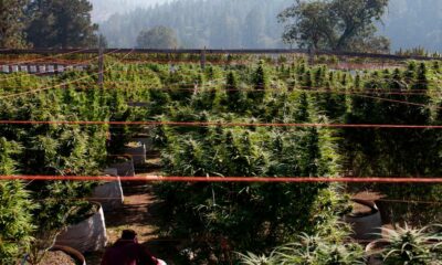 Culture de cannabis en sol pauvre