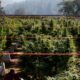 Culture de cannabis en sol pauvre