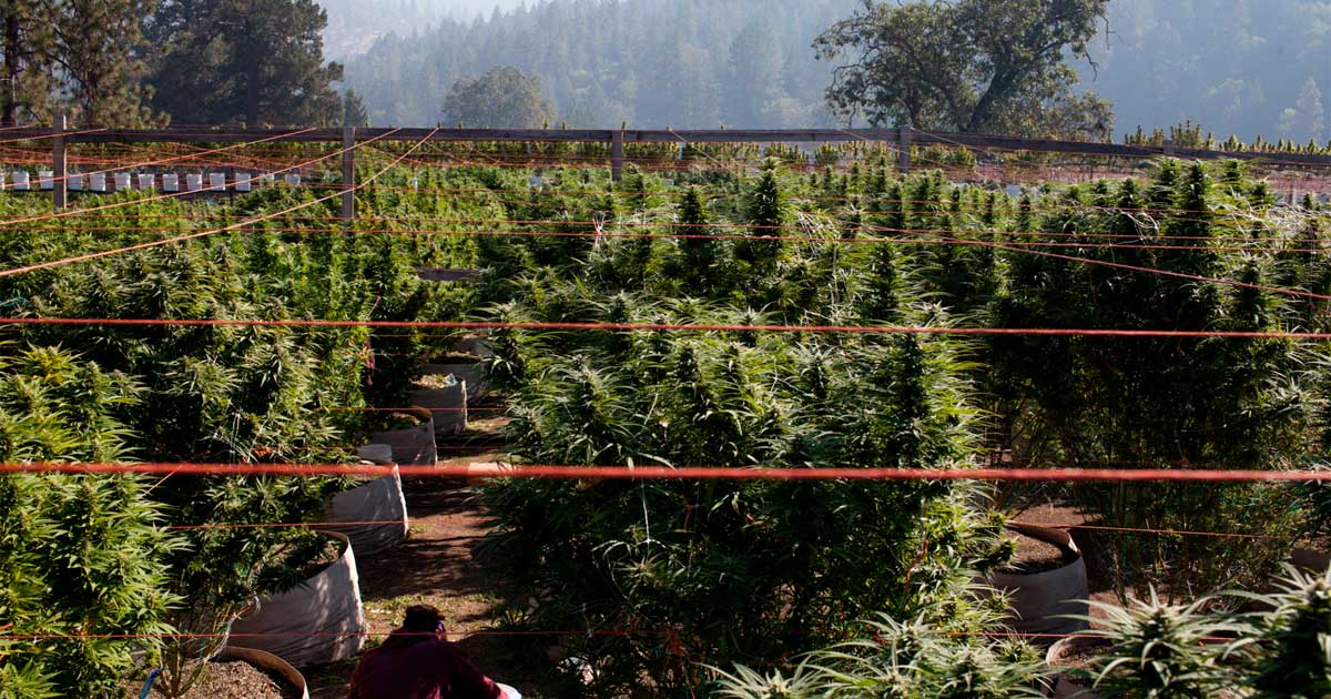 Culture de cannabis en sol pauvre
