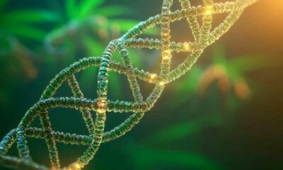 Etude sur l'ADN et l'abus de cannabis