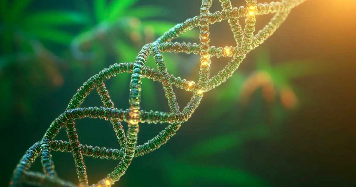 Etude sur l'ADN et l'abus de cannabis