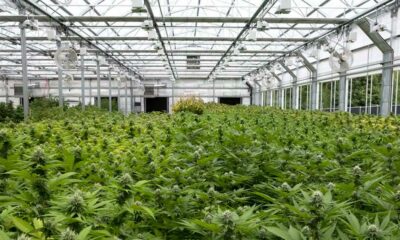 Fleurs de chanvre greenhouse en Italie