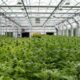 Fleurs de chanvre greenhouse en Italie