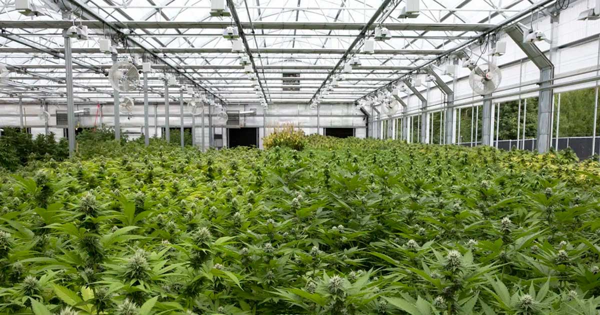 Fleurs de chanvre greenhouse en Italie