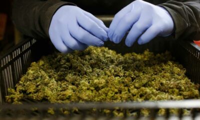 Imports de cannabis médical en Allemagne et en Australie