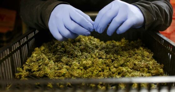 Importations de cannabis médical : Berlin augmente les quotas, Canberra les restreint