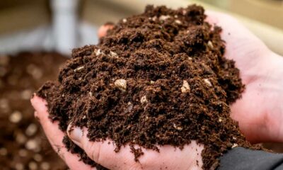 Living Soil Cannabis