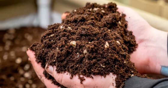 Sol vivant et Cannabis : la science derrière une culture durable