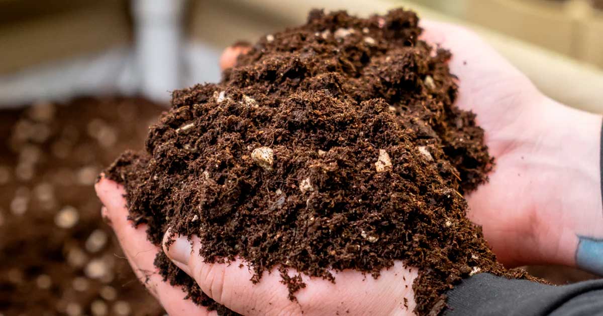 Living Soil Cannabis