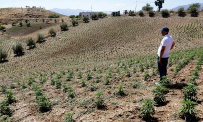 Maroc double la superficie de ses cultures de cannabis