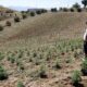Maroc double la superficie de ses cultures de cannabis
