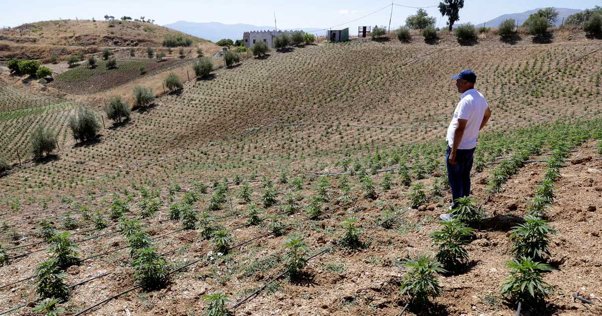 Maroc double la superficie de ses cultures de cannabis