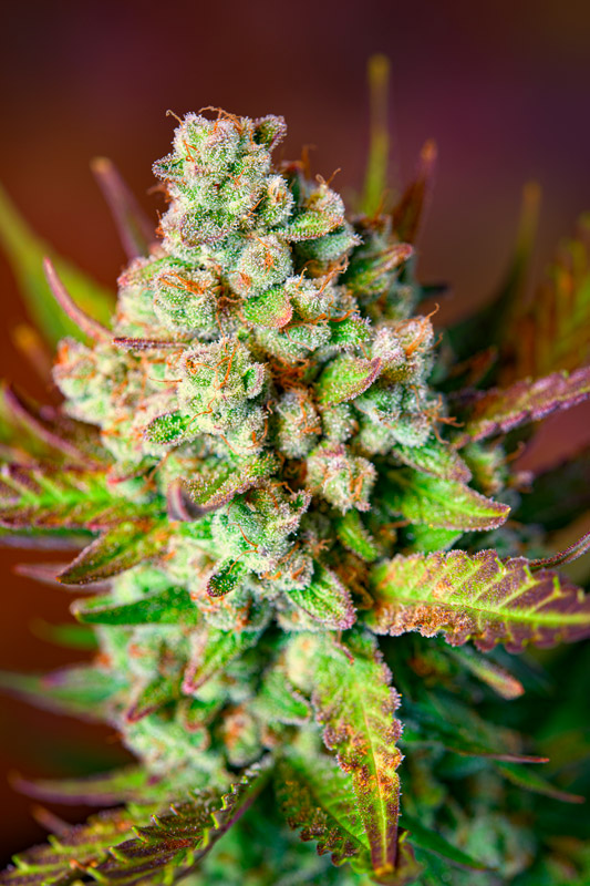 Studio 54 Stardust Auto de Sweet Seeds