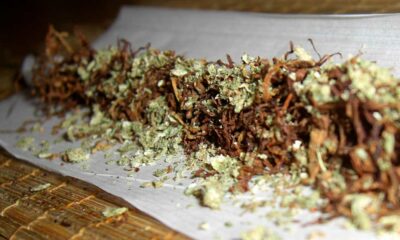 Tabac et cannabis sur la chimie du cerveau