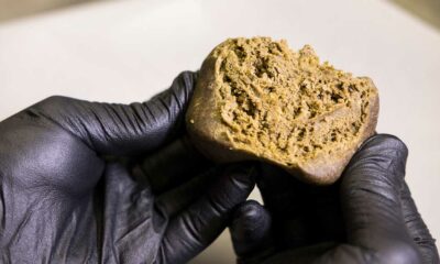 Vieillissement du hash marocain