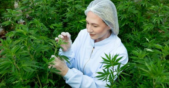 L’agence agricole brésilienne obtient le feu vert pour mener des recherches sur le cannabis