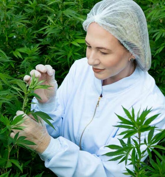 Cannabis médical au Brésil avec l'Embrapa