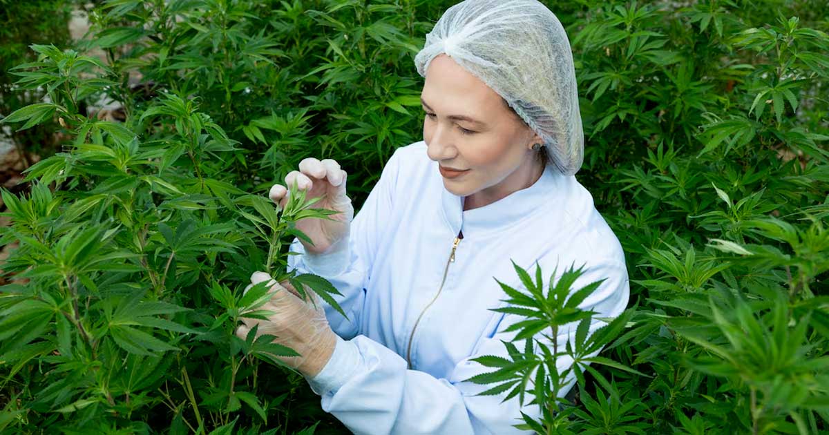 Cannabis médical au Brésil avec l'Embrapa