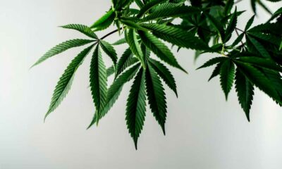 Flavoalcaloïdes du cannabis