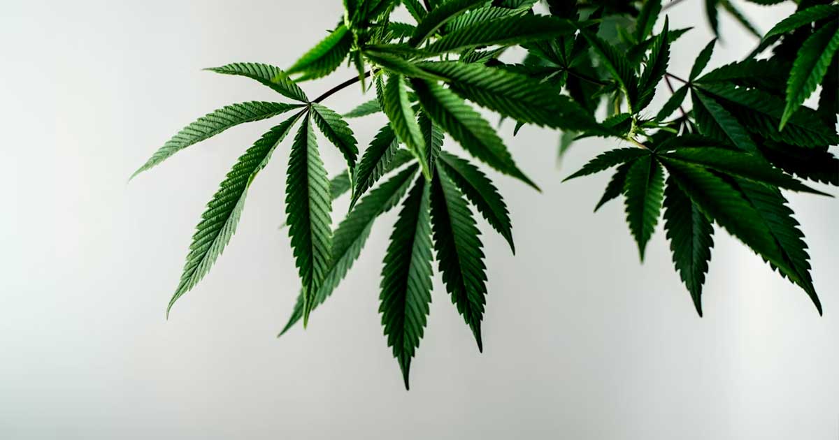 Flavoalcaloïdes du cannabis