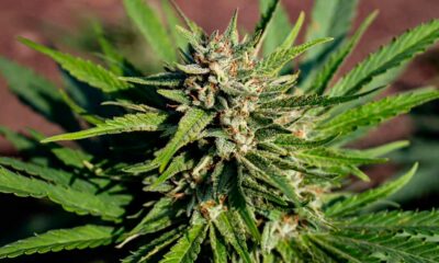 Interdiction des fleurs de chanvre en Italie devant la CJUE