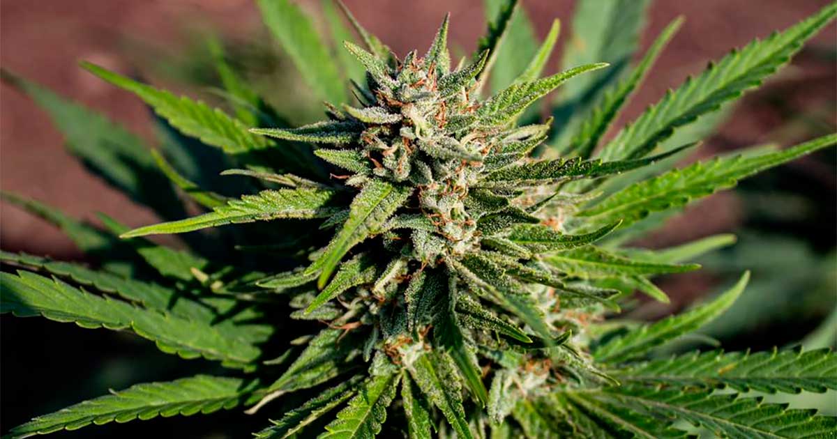 Interdiction des fleurs de chanvre en Italie devant la CJUE